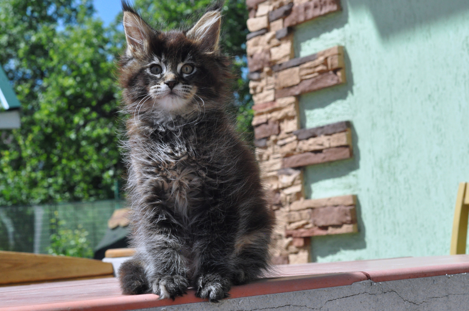 Caramel's Kimm Kardashian, female, maine coon, color f25, tortie ticked girl. Date of birth 02  April 2018, hsm - nn