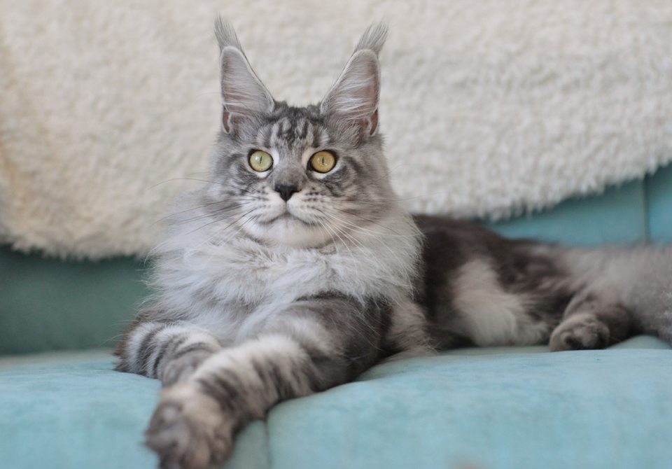 Junior CHAMPION WFA,  RU*Caramel's Zabava — color black  silver blotched tabby (ns 22),  hsm-nn,  birth date 29.08.2017.