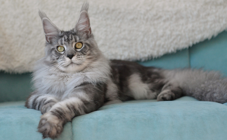 Junior CHAMPION WFA,  RU*Caramel's Zabava — color black  silver blotched tabby (ns 22),  hsm-nn,  birth date 29.08.2017.