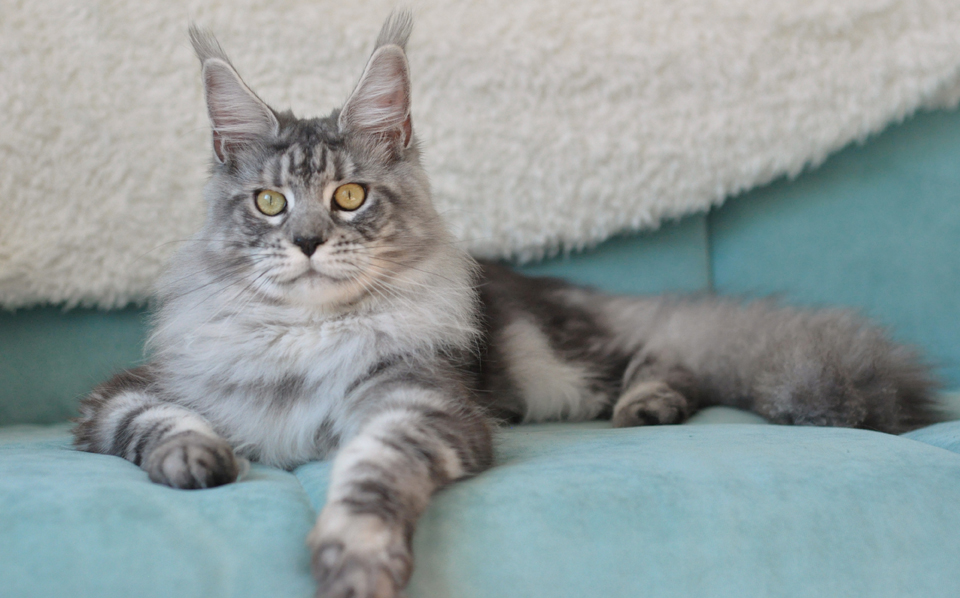 Junior CHAMPION WFA,  RU*Caramel's Zabava — color black  silver blotched tabby (ns 22),  hsm-nn,  birth date 29.08.2017.