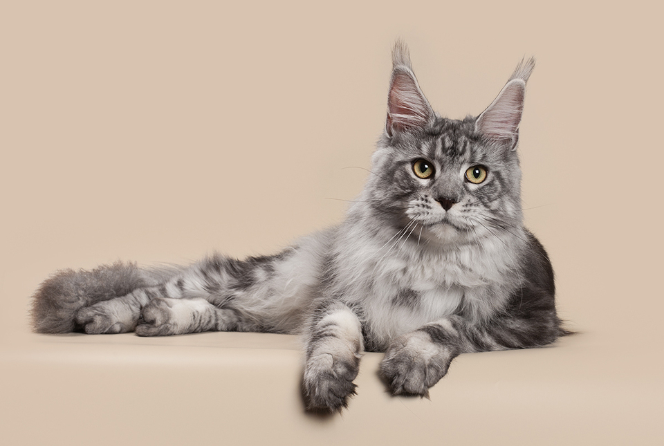 Junior CHAMPION WFA,  RU*Caramel's Zabava — color black  silver blotched tabby (ns 22),  hsm-nn,  birth date 29.08.2017.