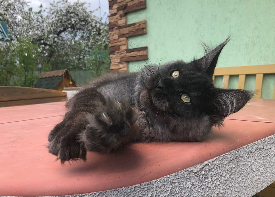 мейн кун, котята породы мейн кун