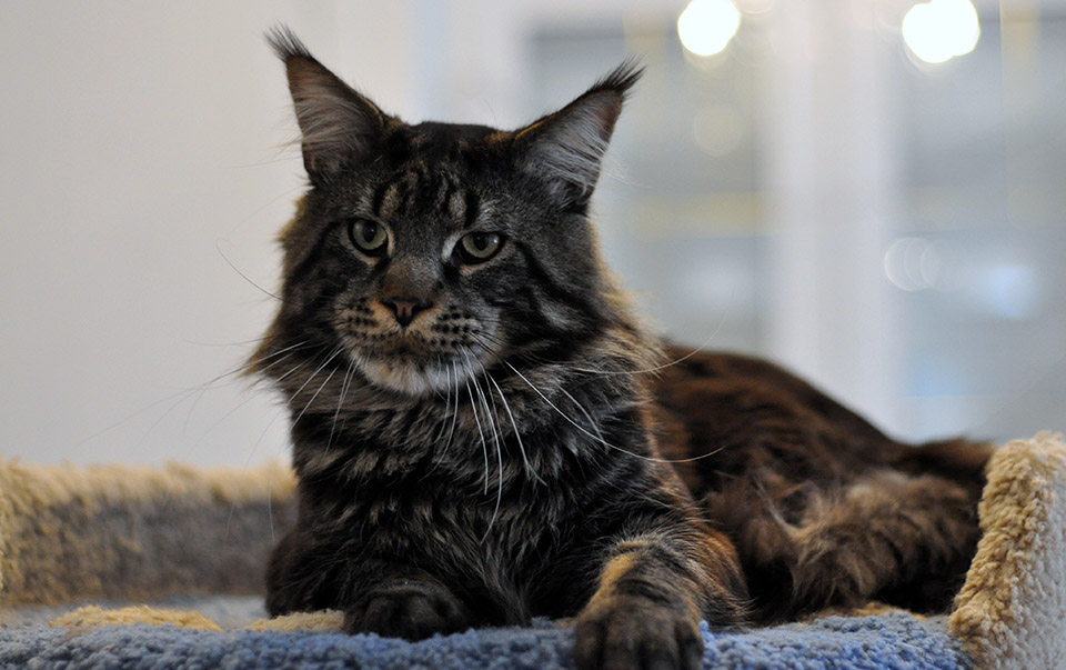 Ellincat's Cleo, male, maine coon