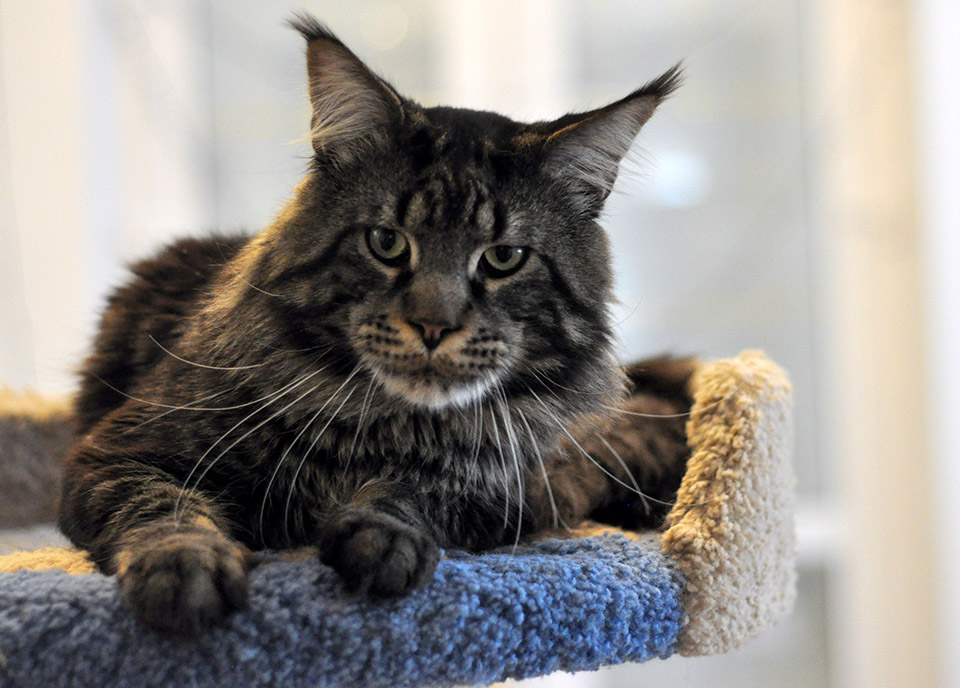 Ellincat's Cleo, male, maine coon