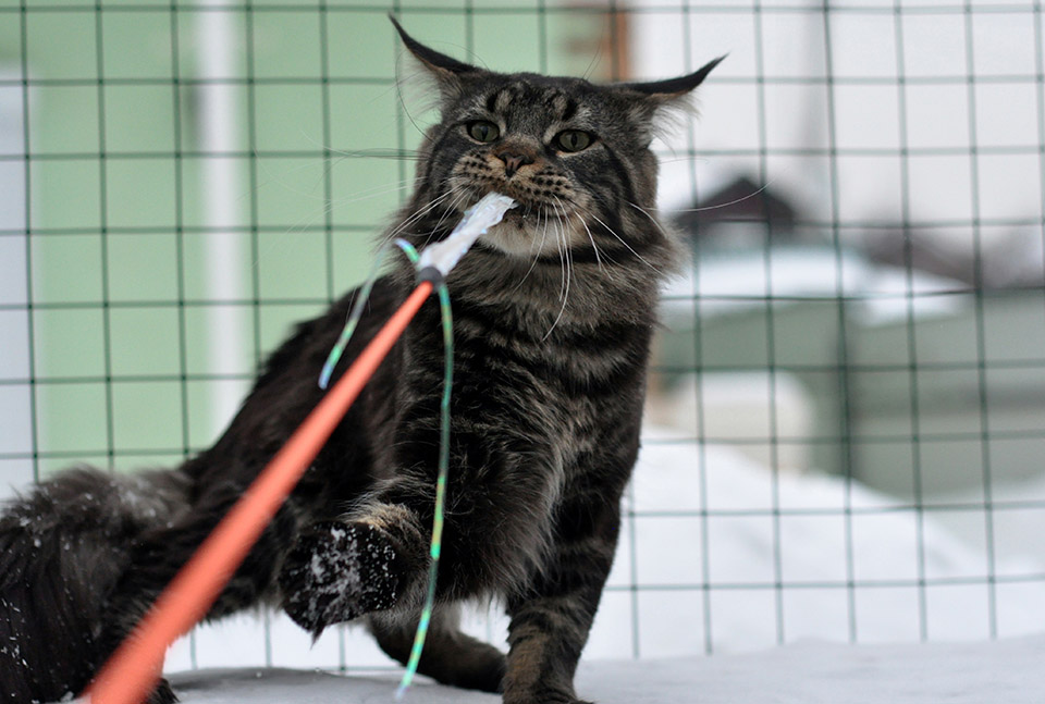 Ellincat's Cleo, male, maine coon