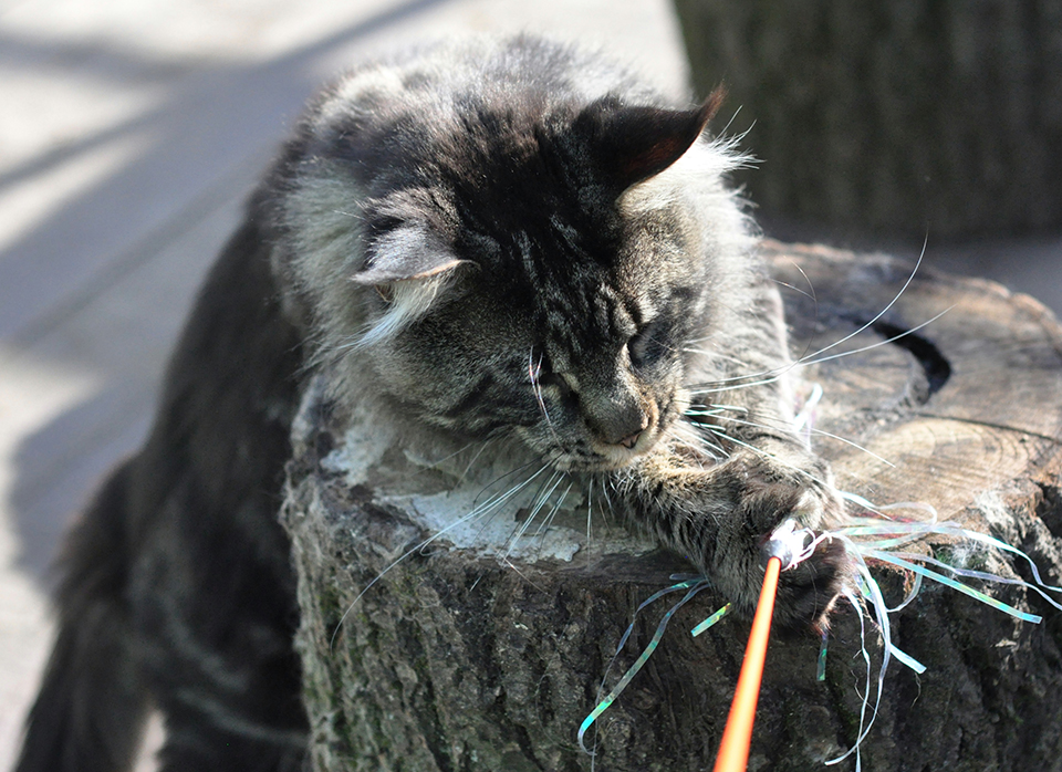 Ellincat's Cleo, male, maine coon