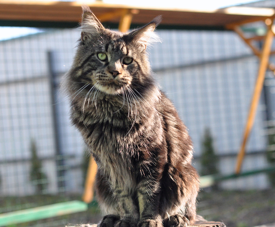 Ellincat's Cleo, male, maine coon