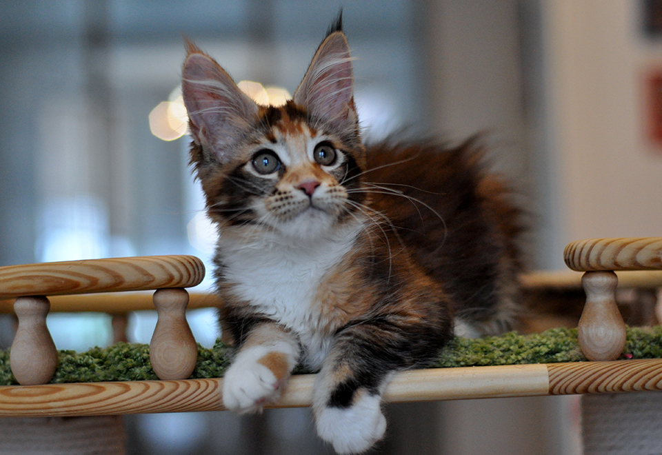 maine coon kittens