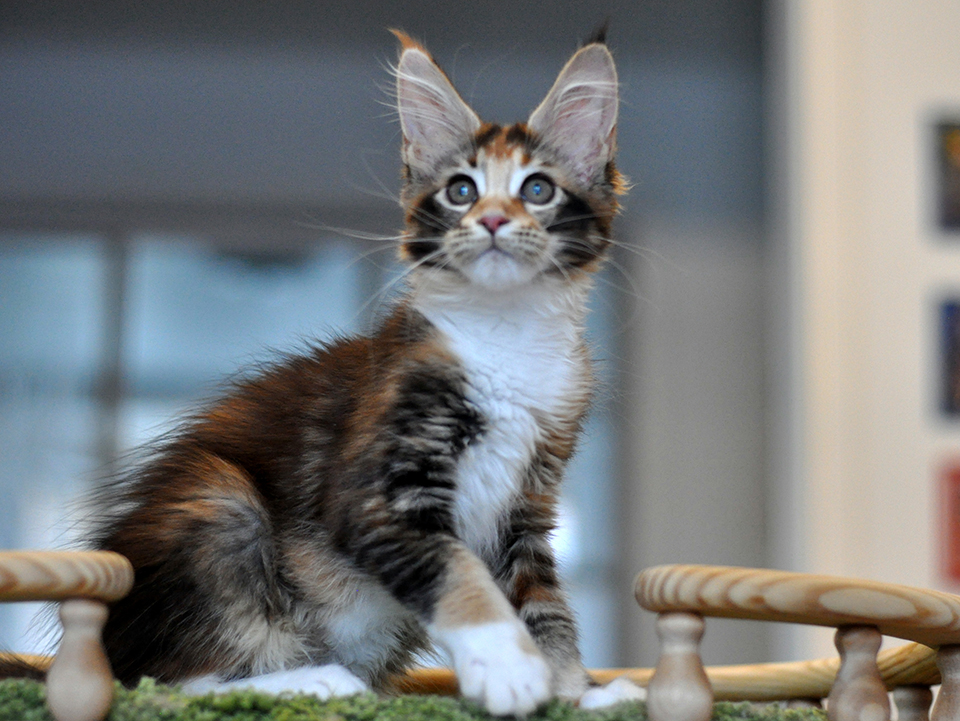 mainecoon kitten