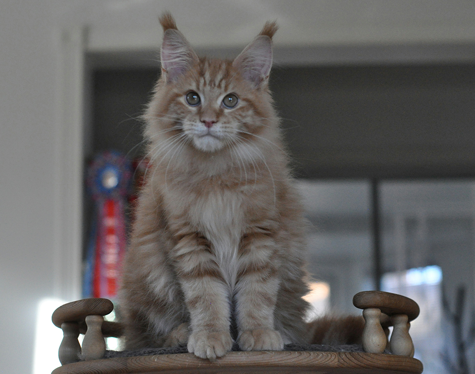 Alvin рыжий котенок мейн кун 