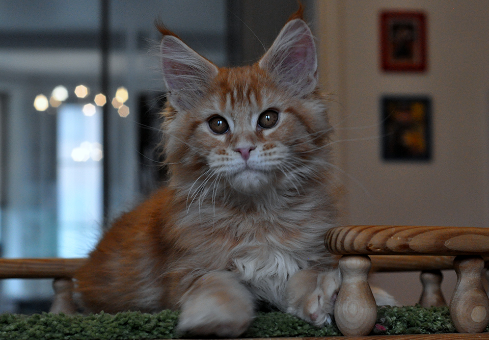 Caramel's Amulet,  рыжий мраморный котенок мейн кун.