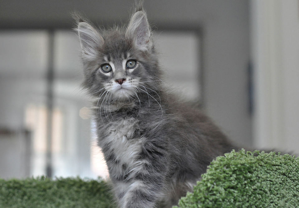 maine coon kittens