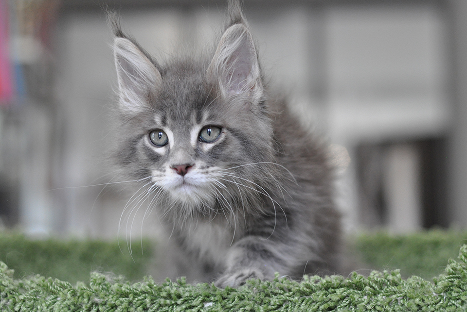 maine coon kitten