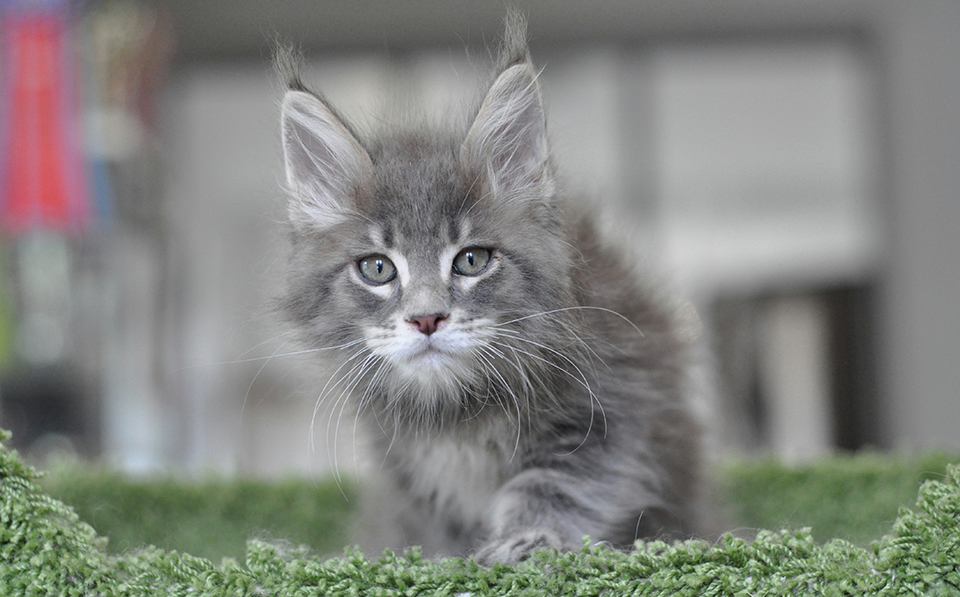 maine coon kittens