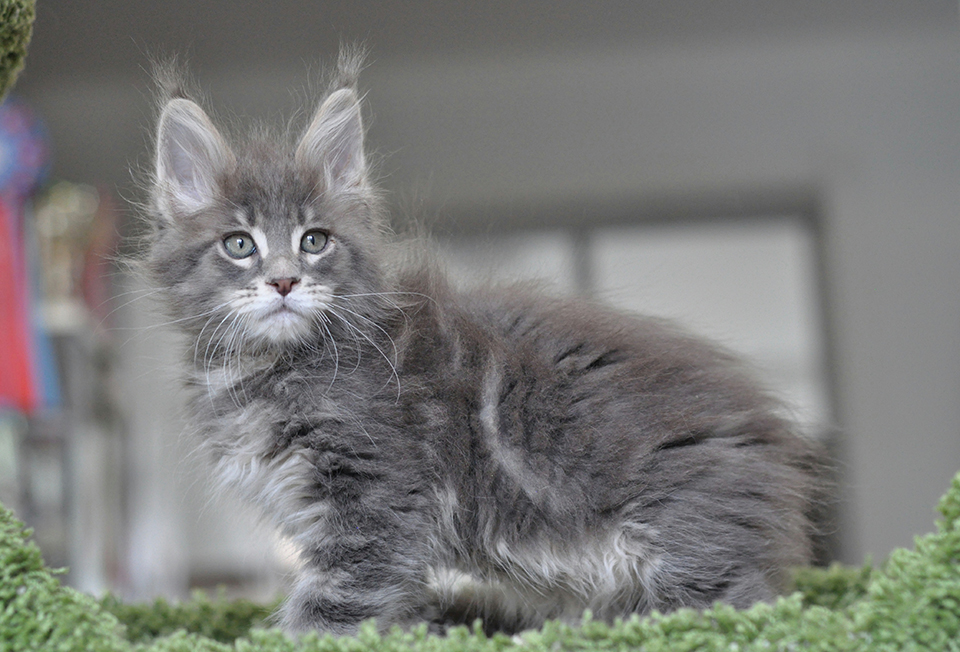 maine coon kitten