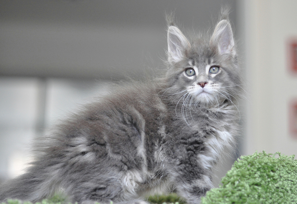 maine coon kittens