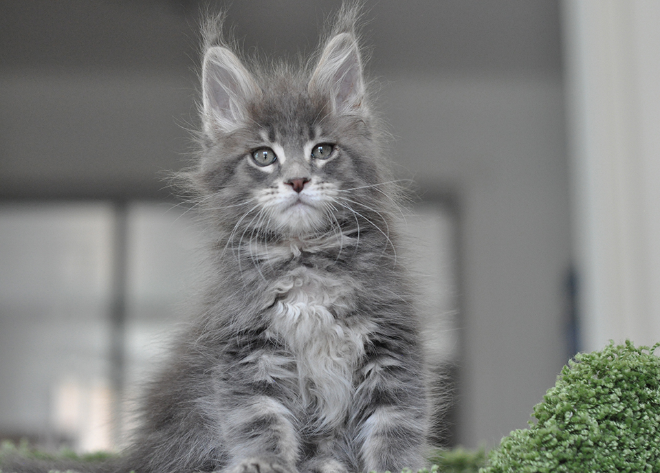 купить котенка мейн кун