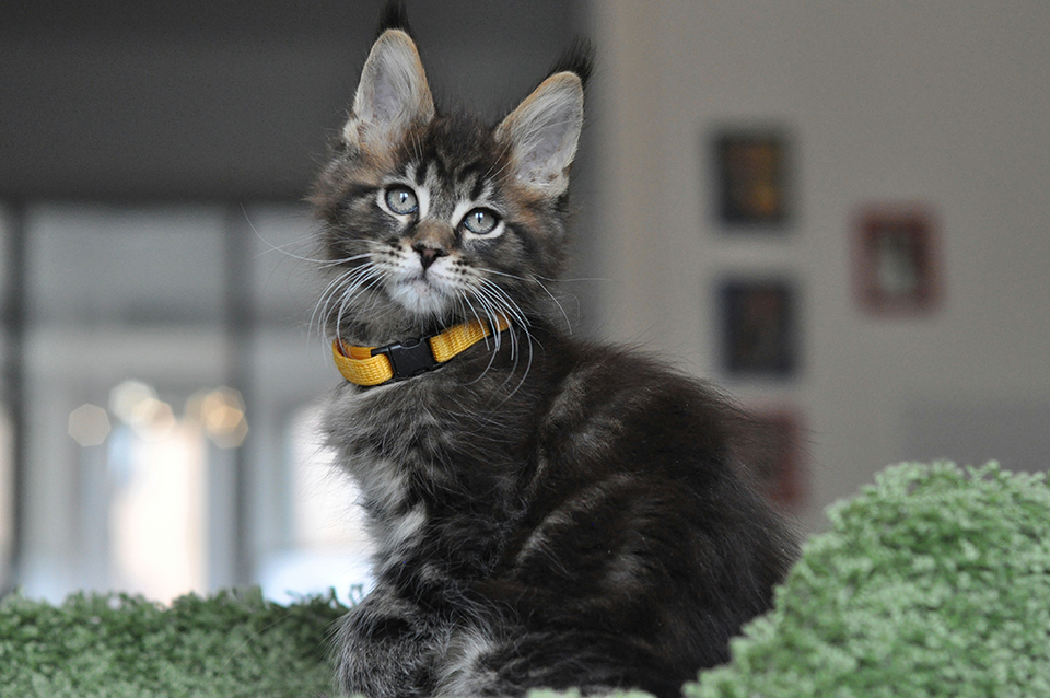 котик мейн кун дикого окраса - черный мраморный, maine coon kittens