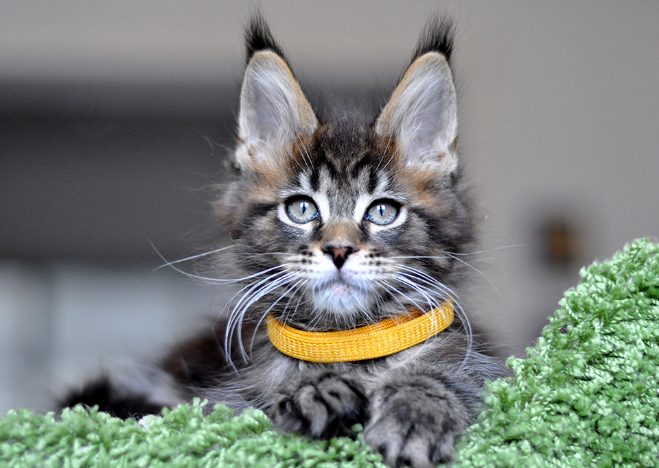 котик мейн кун дикого окраса - черный мраморный, maine coon kittens