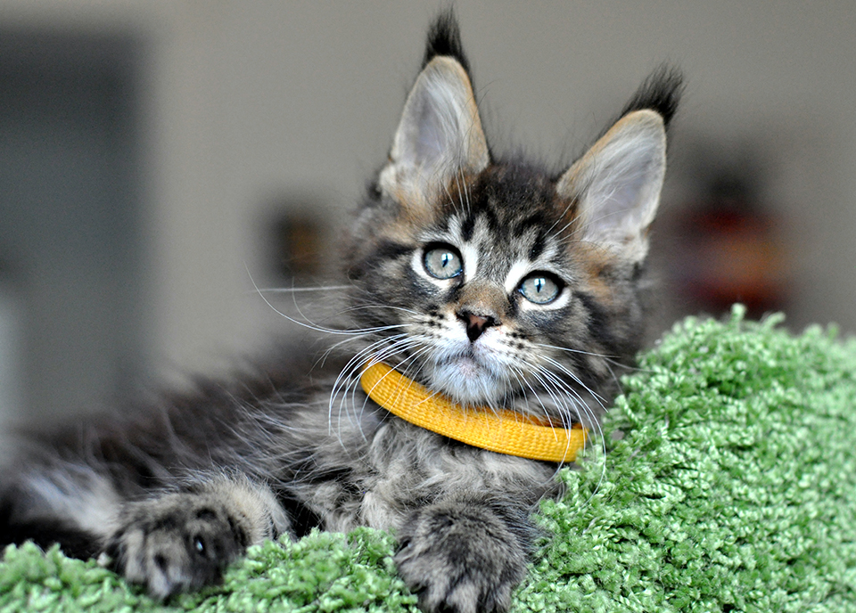 котик мейн кун дикого окраса - черный мраморный, maine coon kittens