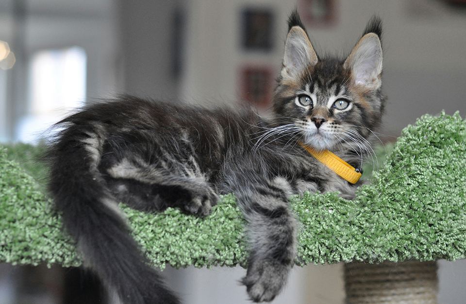 котик мейн кун дикого окраса - черный мраморный, maine coon kittens