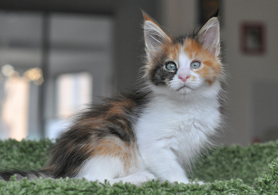 кошечка мейн кун яркого черепахового окраса с белым, maine coon kittens