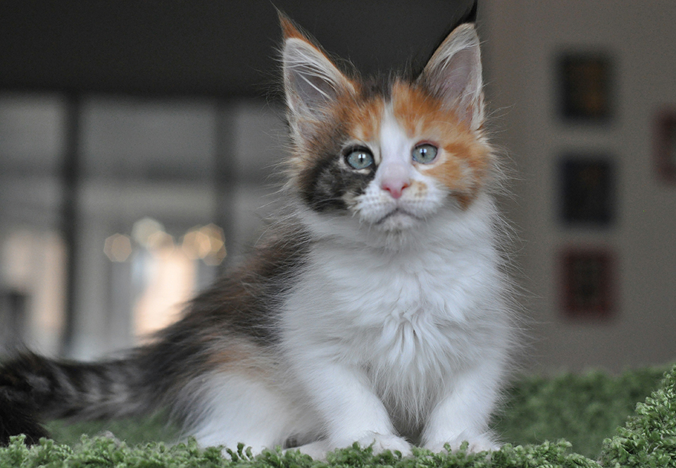 кошечка мейн кун яркого черепахового окраса с белым, maine coon kittens