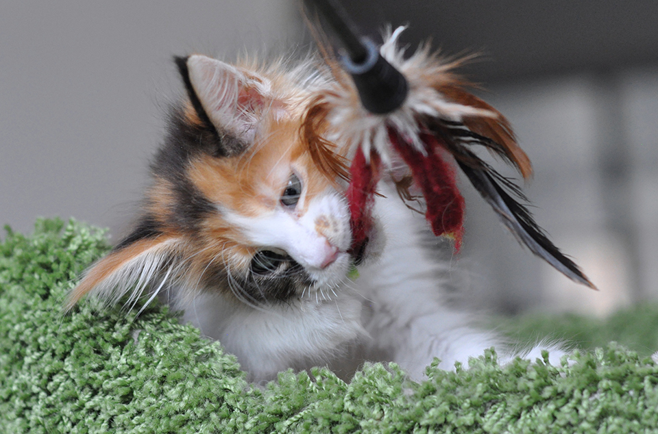 кошечка мейн кун яркого черепахового окраса с белым, maine coon kittens