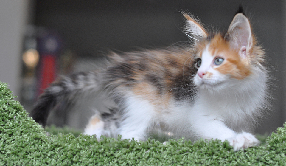 кошечка мейн кун яркого черепахового окраса с белым, maine coon kittens