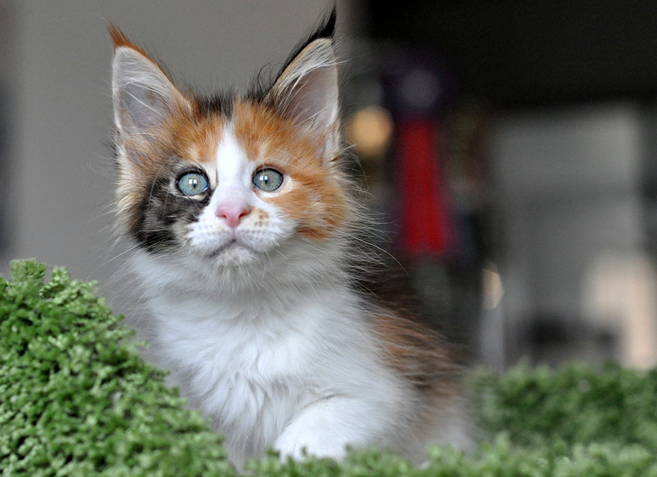 кошечка мейн кун яркого черепахового окраса с белым, maine coon kittens