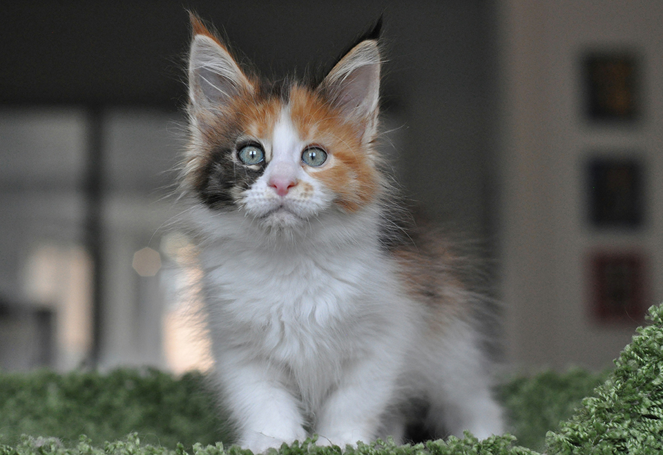 кошечка мейн кун яркого черепахового окраса с белым, maine coon kittens