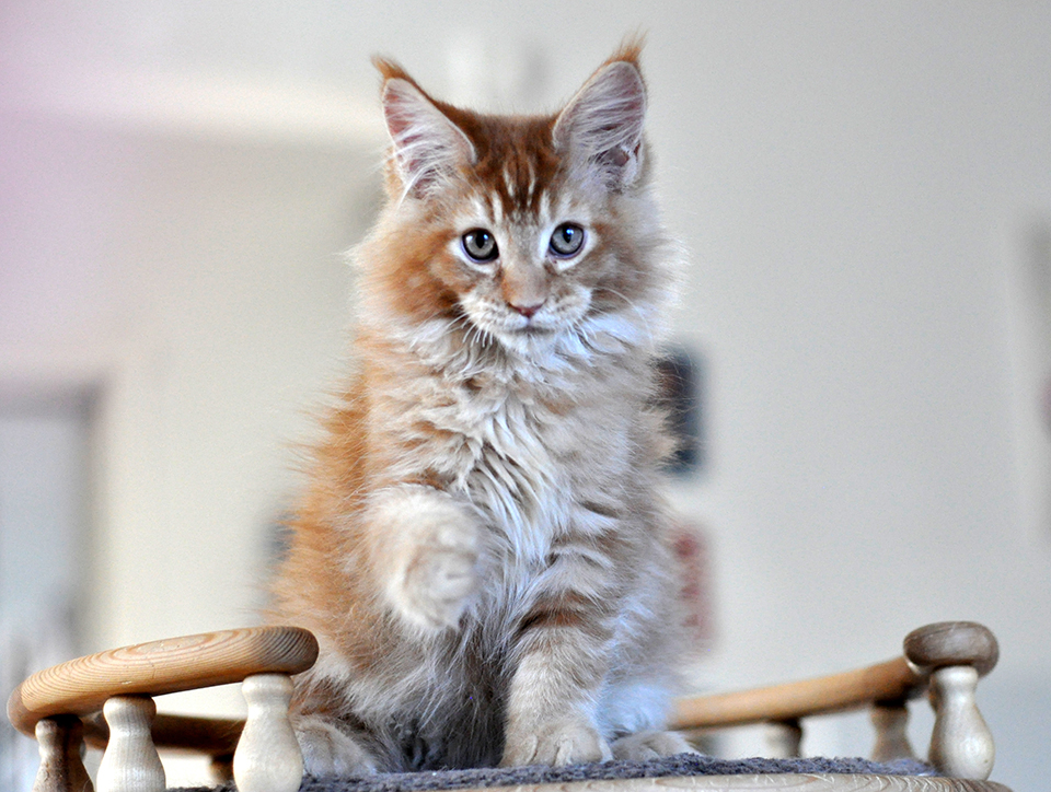 Chico рыжий котенок мейн кун, тикированный