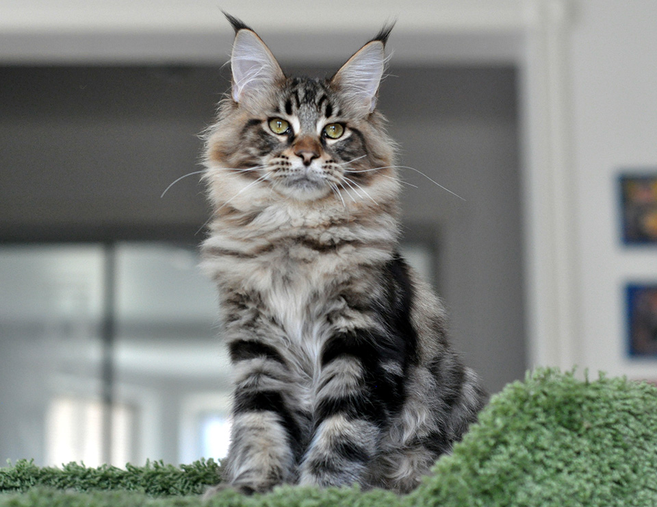  maine coon kitten, male n22