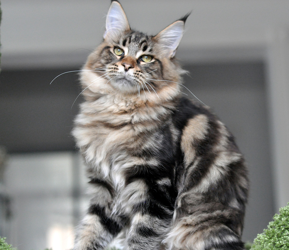  maine coon kitten, male n22