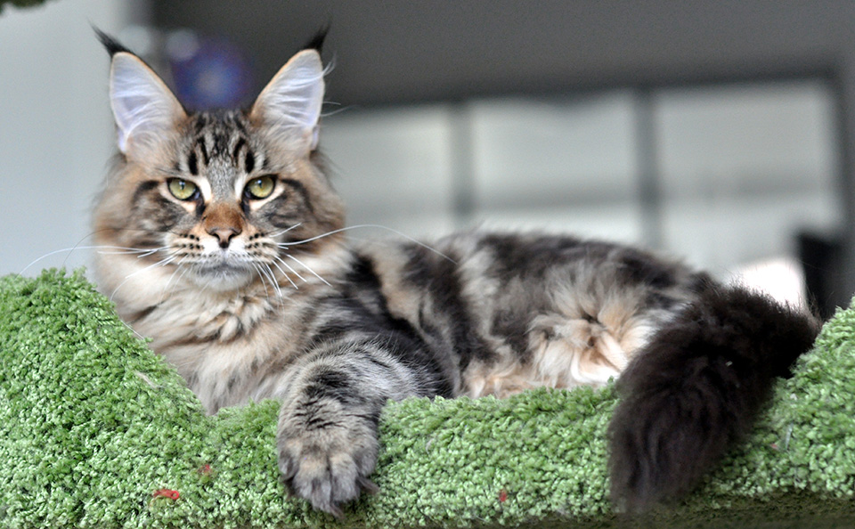  maine coon kitten, male