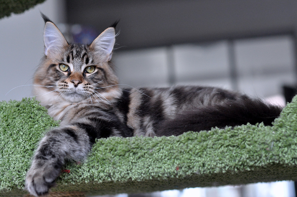  maine coon kitten, male