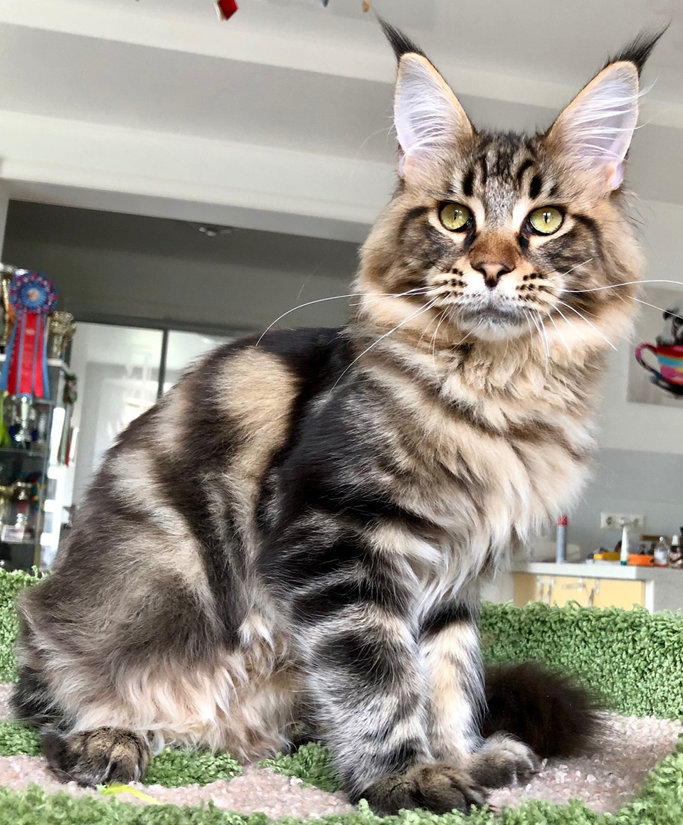 Caramel’s Choco-Paws :) maine coon, male