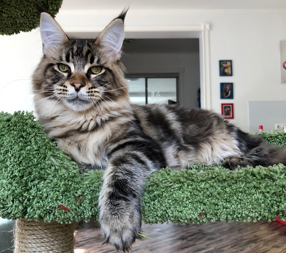  maine coon kitten, male