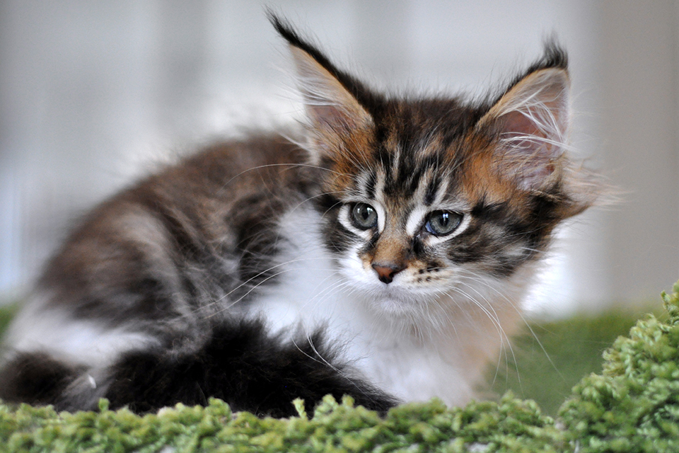 Cleopatra, кошечка мейн кун, maine coon kitten