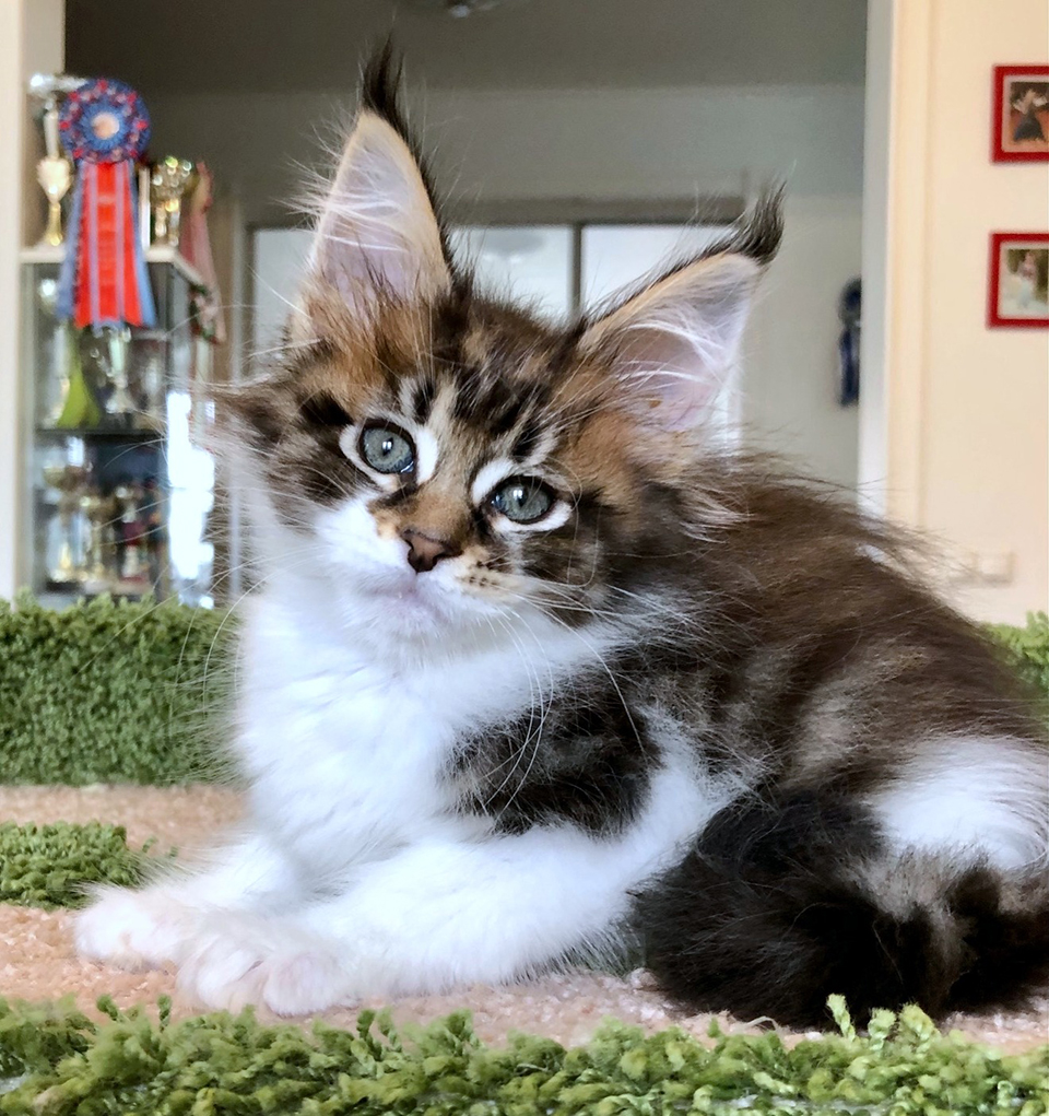 Cleopatra, кошечка мейн кун, maine coon kitten