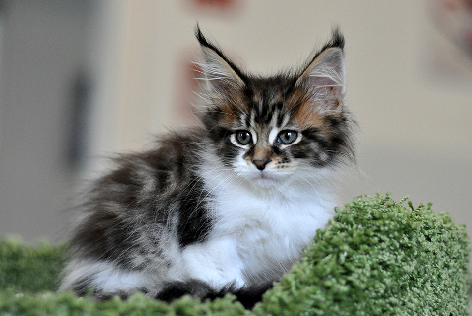 Cleopatra, кошечка мейн кун, maine coon kitten