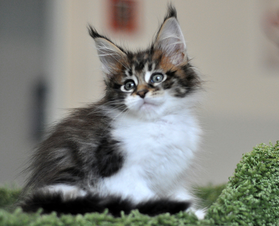 Cleopatra, кошечка мейн кун, maine coon kitten