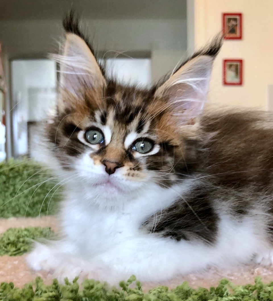 Cleopatra, кошечка мейн кун, maine coon kitten