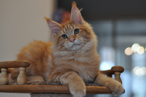 Клифф