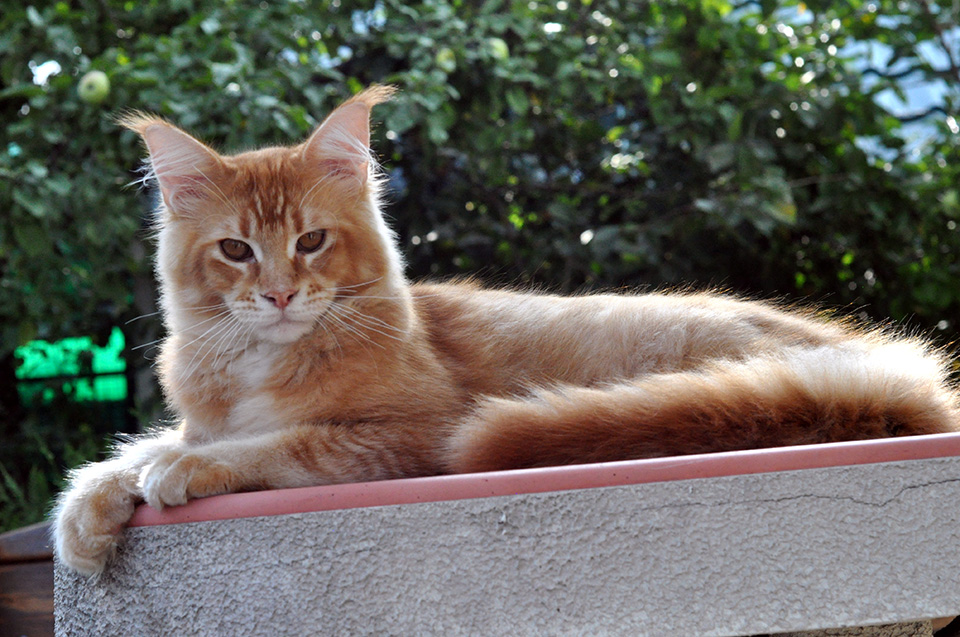 red ticked maine coon kitten