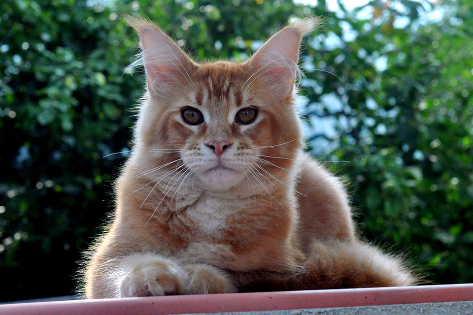 red ticked maine coon kitten