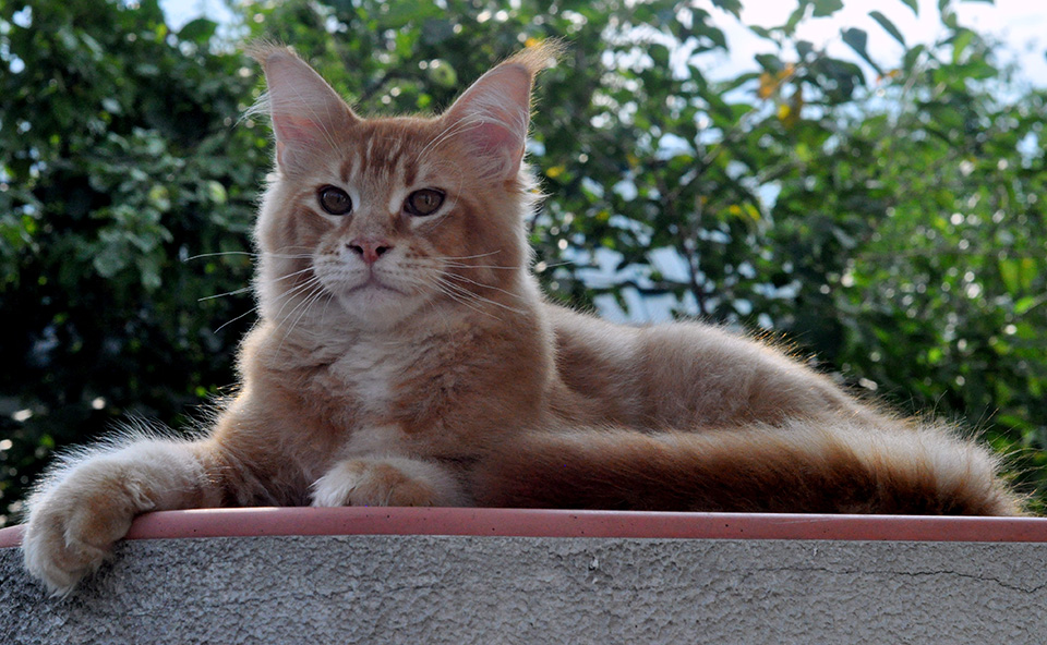 red ticked maine coon kitten