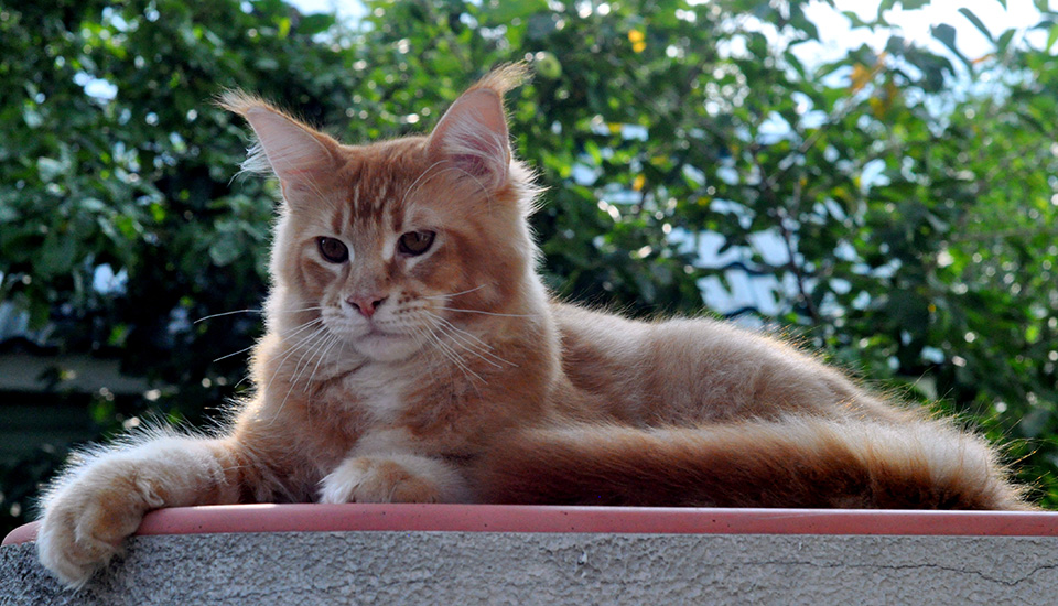 red ticked maine coon kitten