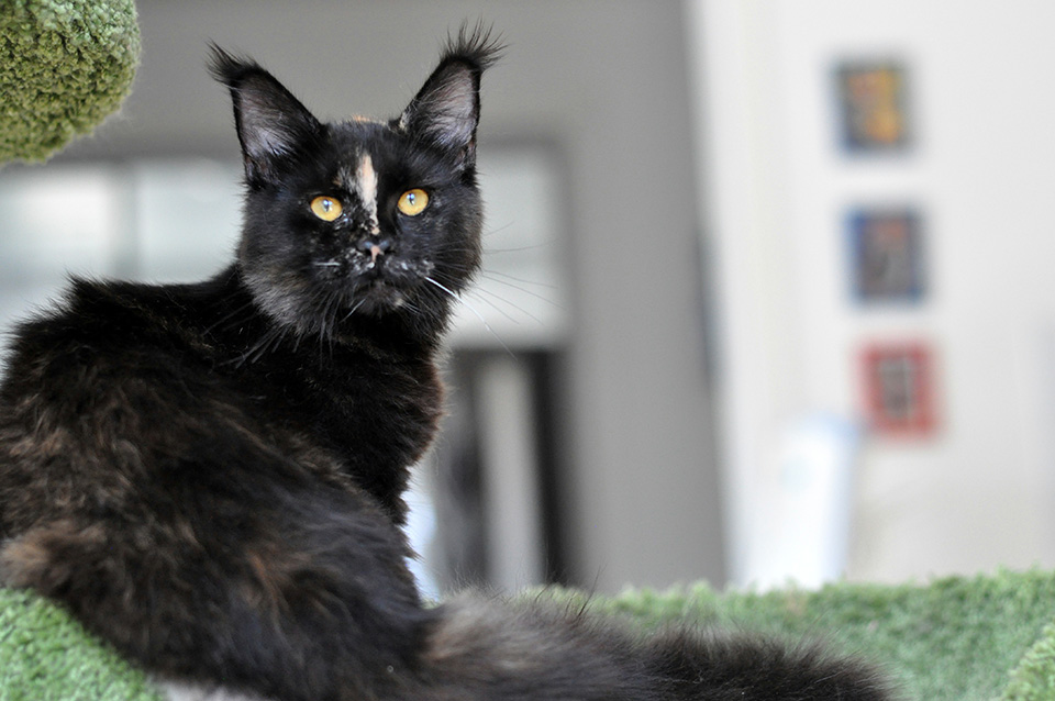 female, maine coon kitten