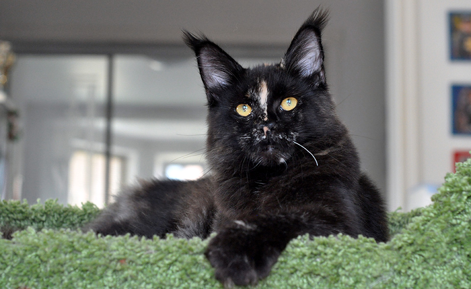 female, maine coon kitten